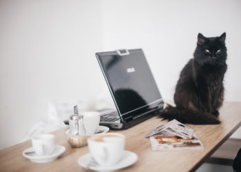 Santévet : la politique « pet-friendly » à l’honneur