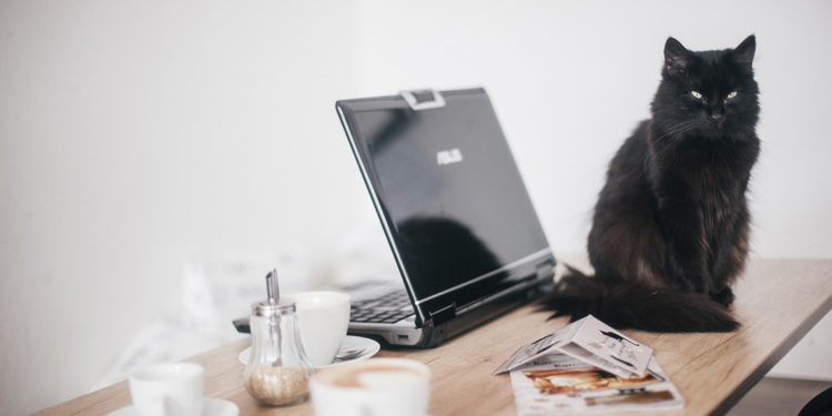 Santévet : la politique « pet-friendly » à l’honneur
