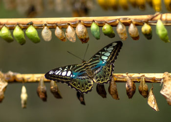 La FFMAS prépare sa (r) évolution !
