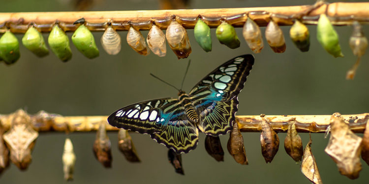 La FFMAS prépare sa (r) évolution !