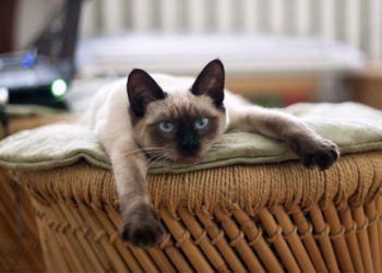 Les animaux de compagnie au travail : que dit la loi ?