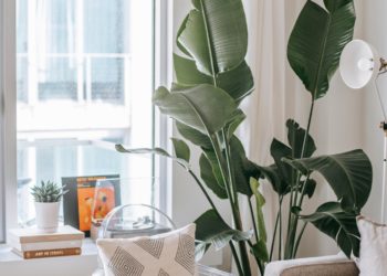 Plantes au travail : et si vous vous mettiez au vert ?