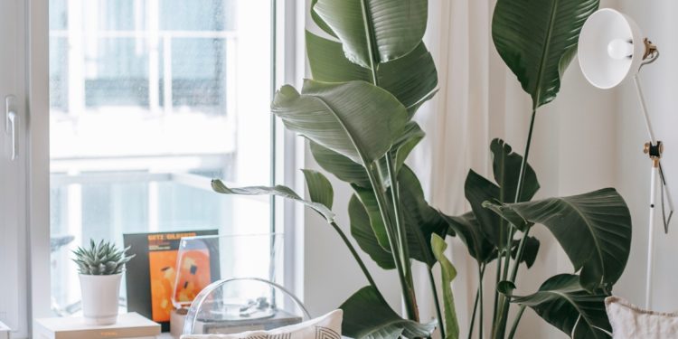 Plantes au travail : et si vous vous mettiez au vert ?