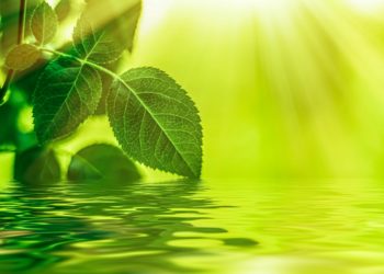 Événements d’entreprise écolos : Réduire l’empreinte carbone